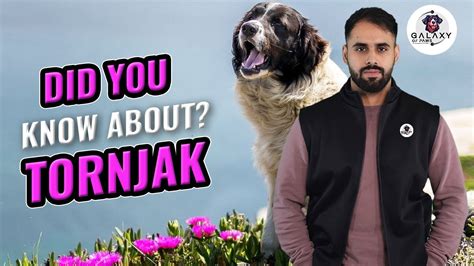 torjak movie|Xtorjack.com XTORJACK .